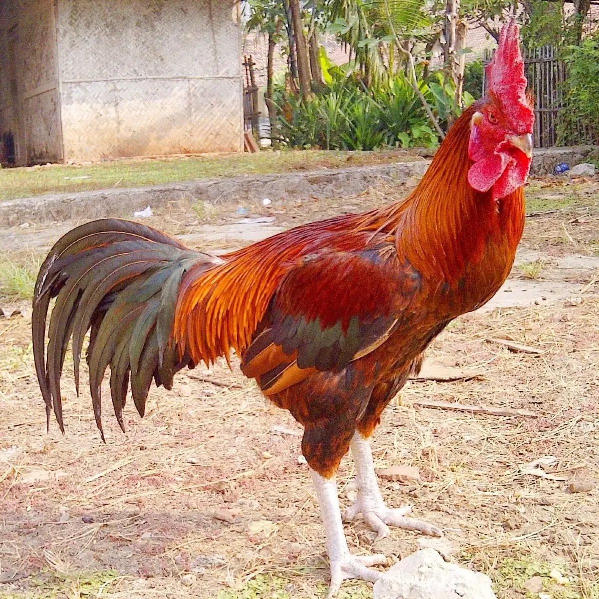 Ayam MDM Full Kerongkongan